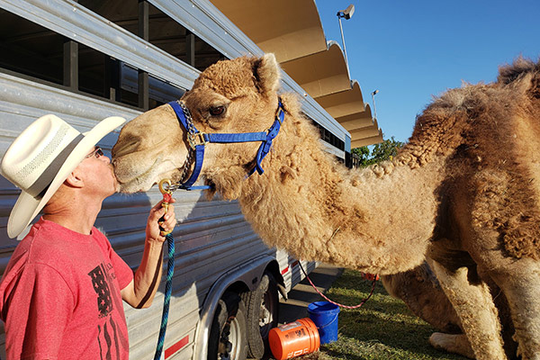 Camel Rides A Hit At The San Mateo County Fair