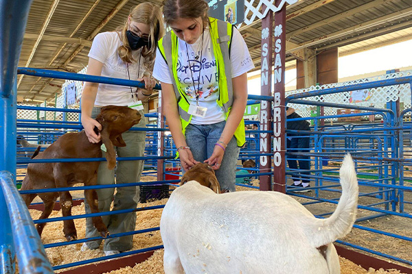 Friendship, friendly competition lead San Mateo County 4-H’ers to success